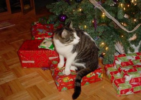 Top 10 Cats Who Can't Wait For Christmas