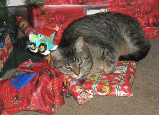 Top 10 Cats Who Can't Wait For Christmas