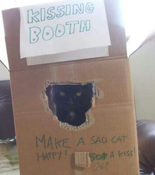 Top 10 Super Smoochy Kissing Booth Cats