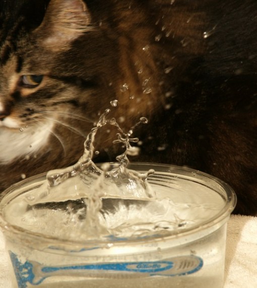 Top 10 Cats and Scary Splashes