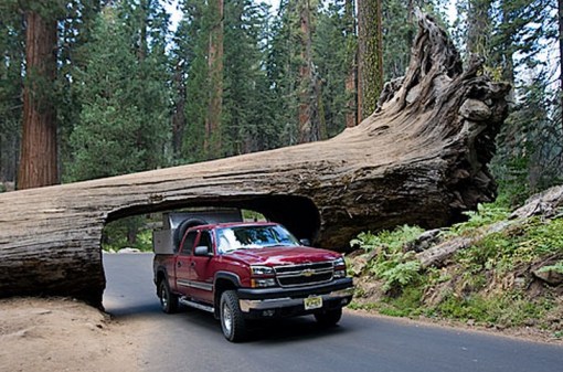 Top 10 Amazing Tunnels Through Trees