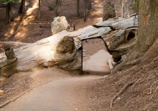 Top 10 Amazing Tunnels Through Trees