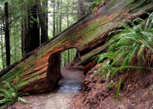 Top 10 Amazing Tunnels Through Trees