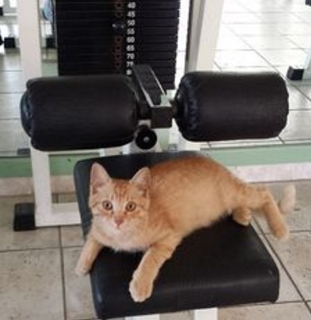 Top 10 Weight Loss Journey Cats At The Gym