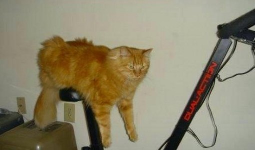 Top 10 Weight Loss Journey Cats At The Gym