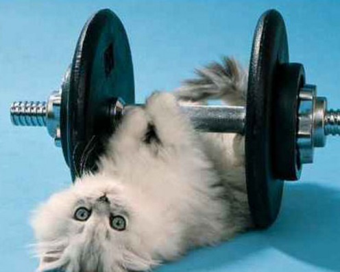 Top 10 Weight Loss Journey Cats At The Gym