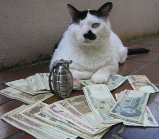 Top 10 Pictures of Thug Life Gangster Cats