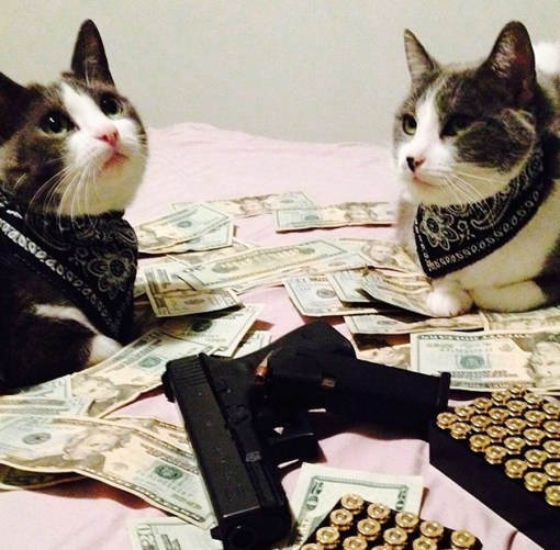 Top 10 Pictures of Thug Life Gangster Cats