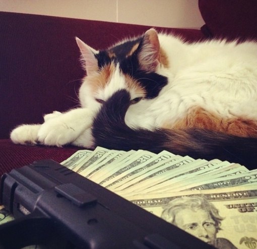 Top 10 Pictures of Thug Life Gangster Cats