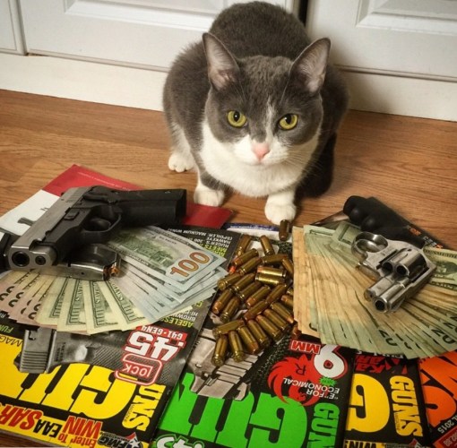 Top 10 Pictures of Thug Life Gangster Cats