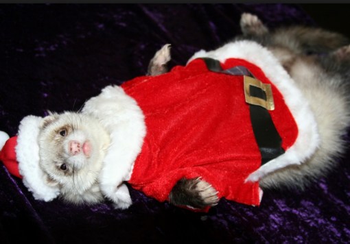 Top 10 Festive Animals Dressed As Santa