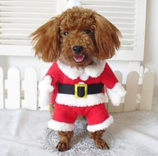 Top 10 Festive Animals Dressed As Santa