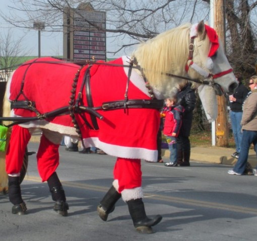 Top 10 Festive Animals Dressed As Santa