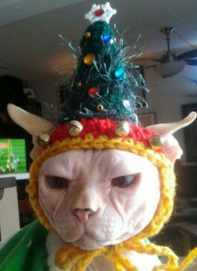 Top 10 Festive Costume Christmas Tree Cats