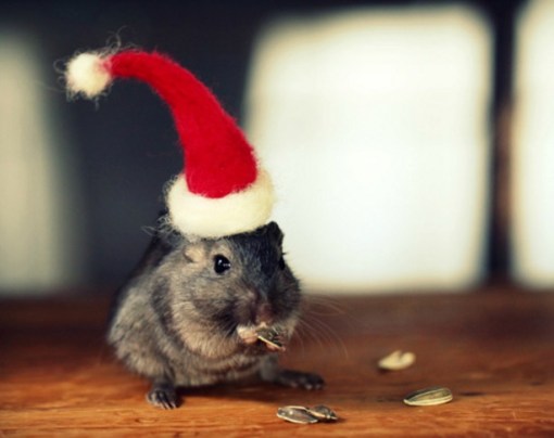 Top 10 Rodents Dressed As Santa