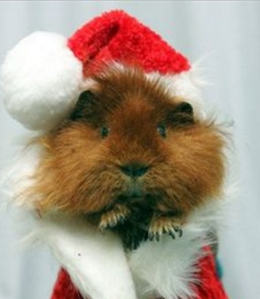 Top 10 Rodents Dressed As Santa