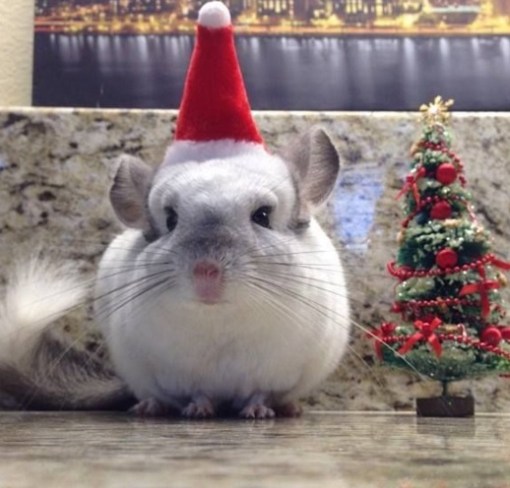 Top 10 Rodents Dressed As Santa