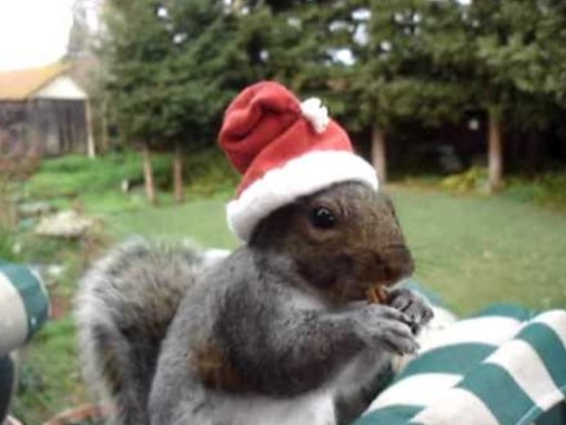 Top 10 Rodents Dressed As Santa