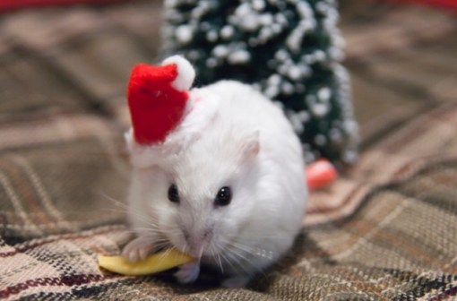 Top 10 Rodents Dressed As Santa