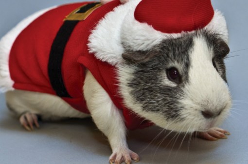 Top 10 Rodents Dressed As Santa