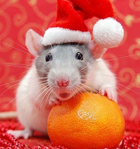 Top 10 Rodents Dressed As Santa