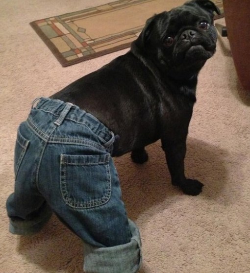 Top 10 Tight Fitting Animals Wearing Jeans