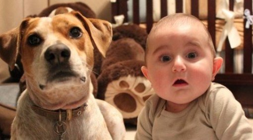 Top 10 Lovable Dogs That Look Like Babies