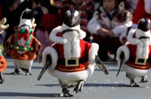 Top 10 Festive Animals Dressed As Santa