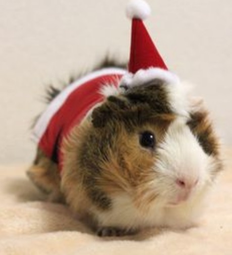 Top 10 Festive Animals Dressed As Santa