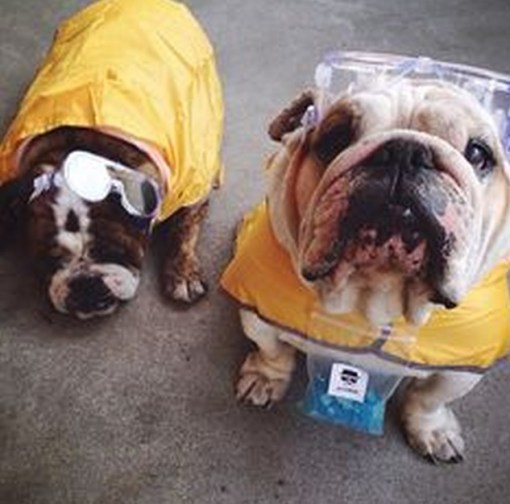 Top 10 Animals in Breaking Bad Costumes