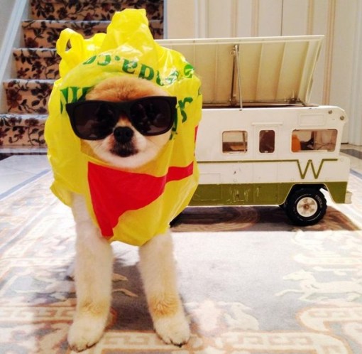 Top 10 Animals in Breaking Bad Costumes