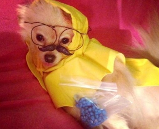 Top 10 Animals in Breaking Bad Costumes