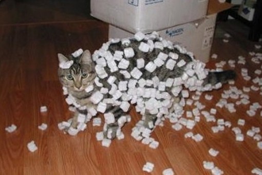 Top 10 Curious Cats Covered in Packing Peanuts