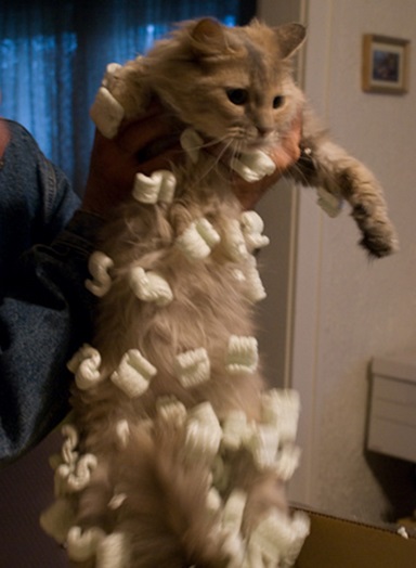 Top 10 Curious Cats Covered in Packing Peanuts