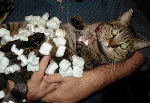 Top 10 Curious Cats Covered in Packing Peanuts