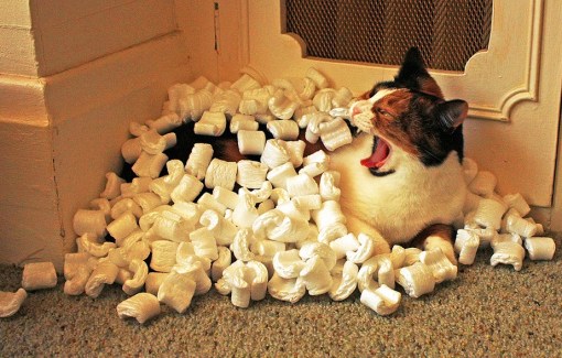 Top 10 Curious Cats Covered in Packing Peanuts