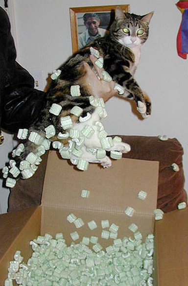 Top 10 Curious Cats Covered in Packing Peanuts