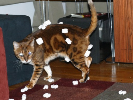 Cat covered in Packing Noodles