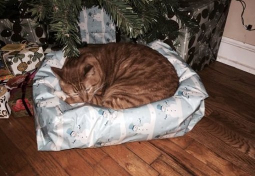 Top 10 Cats Who Can't Wait For Christmas