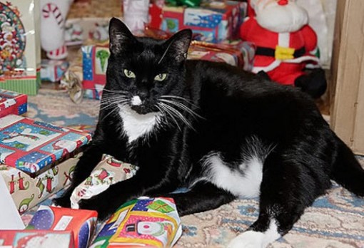 Top 10 Cats Who Can't Wait For Christmas