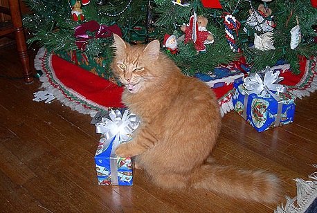 Top 10 Cats Who Can't Wait For Christmas