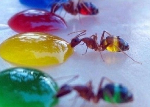 Top 10 Amazing and Unusual Ants