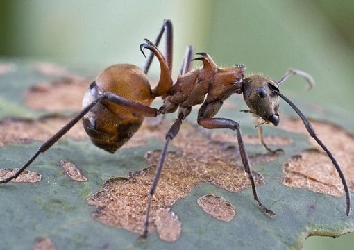 Top 10 Amazing and Unusual Ants