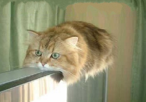 Top 10 Comfortable Monorail Cats