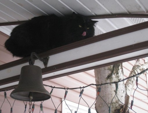 Top 10 Comfortable Monorail Cats