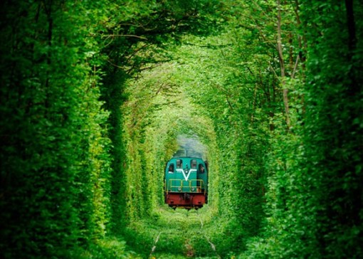 Tunnel Made From Trees