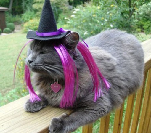 Top 10 Scary Cats in Witches Hats