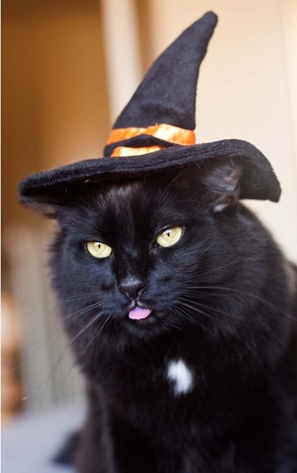 Top 10 Scary Cats in Witches Hats