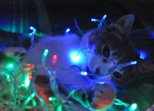 Top 10 Cats Helping to Put Up The Christmas Lights