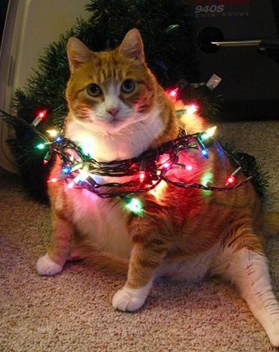 Top 10 Cats Helping to Put Up The Christmas Lights